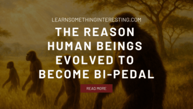 The Reason Human Beings Evolved to Become Bi-Pedal