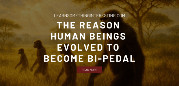The Reason Human Beings Evolved to Become Bi-Pedal The Reason Human Beings Evolved to Become Bi-Pedal